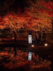 Toki City, Gifu Prefecture, Japan Upside Down Autumn Leaves Illuminated Autumn Leaves
