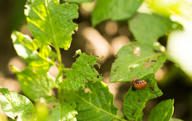 Beetles eat potato leaves, parasites on leaves
