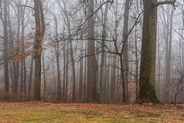 A Foggy Afternoon in the Forest, Bel Air Maryland USA