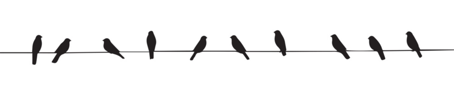 Birds silhouettes on power line wires. Vector on isolated background