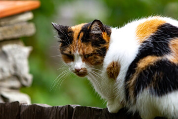 Beautiful tricolor cat sits on the fence, looks down evilly