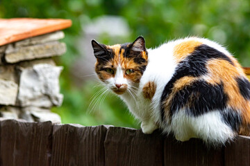 Cat sitting on the fence in the village. Beautiful three color cat looks straight. Blurred green background