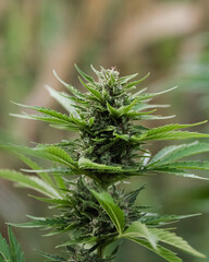 Growing marijuana outdoors at the plantation, in the field area with beautiful mountains in the background. Guerrilla cultivation concept.