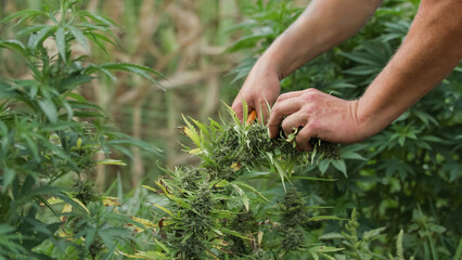 Male hands touching leaves of marijuana plants on the outdoor plantation, checking flowers and buds...