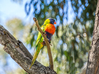 Colorful Lorikeet