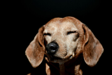 beagle dog reyes closed portrait