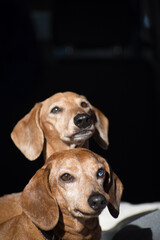beagle dog portrait