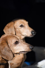 portrait of a dog
