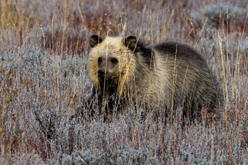 One of grizzly bear (Ursus arctos horribilis) 793 cubs in Grand Teton National Park in October 2023