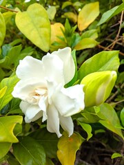 the beauty of jasmine flowers in the garden, the fragrance of these flowers is like aroma therapy