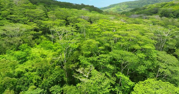 Mauritius island aerial view forest landscape