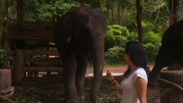 Young traveler tourist girl feeds elephant by hand, elephant grab banana by proboscis. Pretty asian woman in safari zoo in Thailand. Tourism and travel concept. Wildlife mammal animals of Thailand