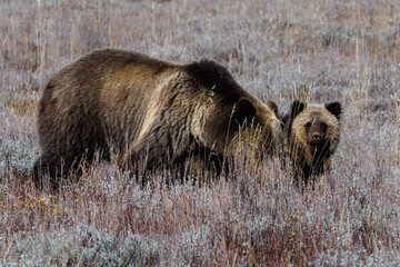 Grizzly sow (Ursus arctos horribilis) and her cub foraging on roots during early autumn