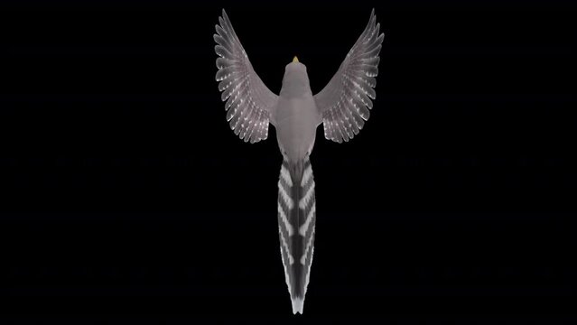 Common Cuckoo Bird - Flying Loop - Top View CU = Realistic 3D animation with alpha channel isolated on transparent background