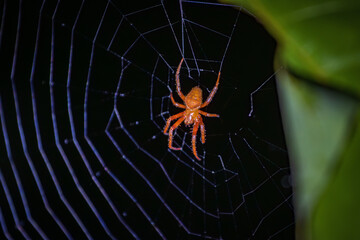 Insects and amphibians at night in Drake bay (Costa Rica)