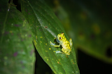 Glass frog (Hyalinobatrachium valerioi) in Drake bay at night (Costa Rica)