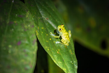 Glass frog (Hyalinobatrachium valerioi) in Drake bay at night (Costa Rica)