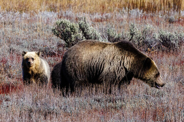 Grizzly bear (Ursus arctos horribilis) 793 and one of her cubs in Grand Teton National Park in...