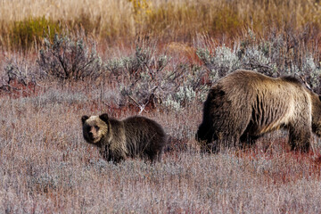 Grizzly sow (Ursus arctos horribilis) and cub in Grand Teton National Park in October 2023