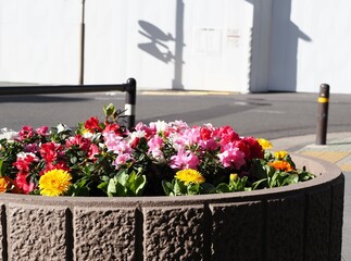 草花の寄せ植え