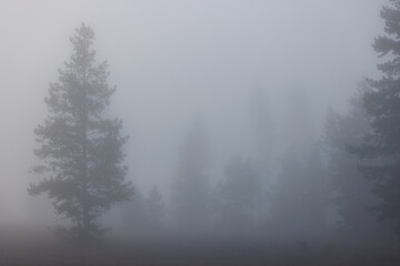 Pine trees on a foggy morning in Grand Teton National Park during fall