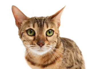 Cute Bengal cat on white background. Adorable pet