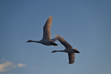 The arrival of swans, Utsunomiya, Tochigi