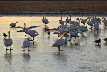 The arrival of swans, Utsunomiya, Tochigi