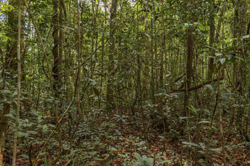 Rodal forest with white sand soil, a rare ecosystem characterized by having thin and tall rod-shaped trees, which grow in flooded and dry soils.