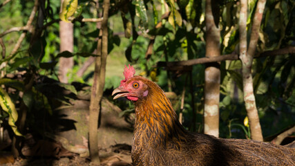 A photograph of a chicken.