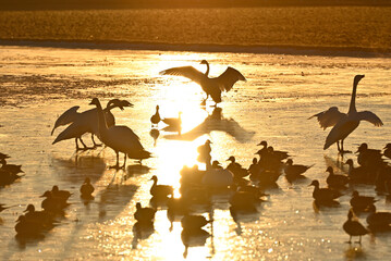 The arrival of swans, Utsunomiya, Tochigi