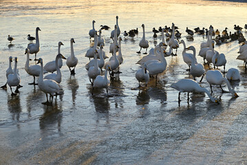 Fototapeta premium The arrival of swans, Utsunomiya, Tochigi