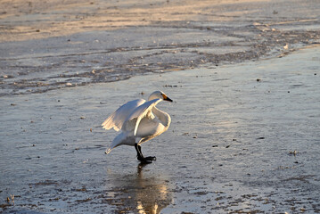The arrival of swans, Utsunomiya, Tochigi