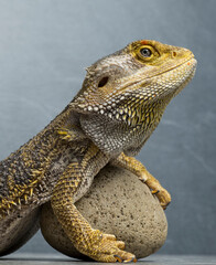 portrait of a beautiful bearded dragon lizard