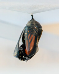 monarch butterfly emerging from chrysalis