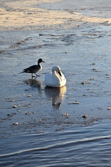 The arrival of swans, Utsunomiya, Tochigi