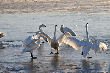 The arrival of swans, Utsunomiya, Tochigi