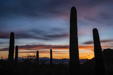 Wispy Clouds Hang Over Silhouettes of Saguaro Late Into Sunset