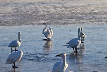 The arrival of swans, Utsunomiya, Tochigi