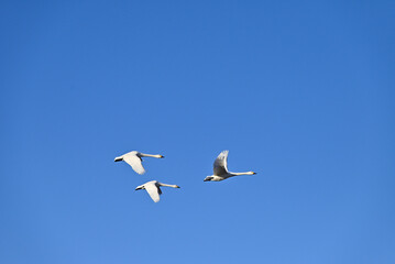 The arrival of swans, Utsunomiya, Tochigi