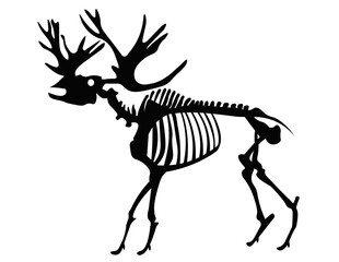 Moose Skeleton