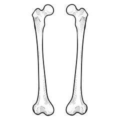 human bones handdrawn illustration