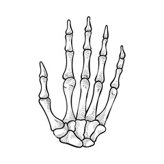 finger bones handdrawn illustration
