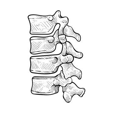 human bones handdrawn illustration