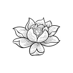 Lotus flower handdrawn illustration
