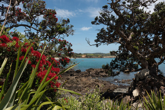 Coastal view with rocky shoreline, and gnarly, old pohutukawa trees, with flax and flowering pohutukawa in the foreground. Tawharanui Regional Park, Auckland, New Zealand.