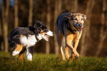 Berner Sennenhund Welpe mit einem Mischlingshund
