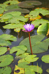 pink purple lotus blooming in water garden Bangkok Thailand