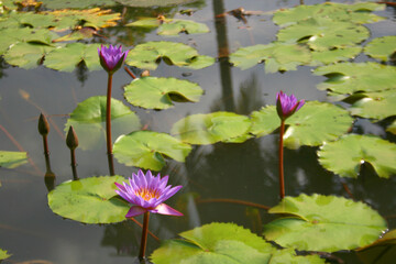 pink purple lotus blooming in water garden Bangkok Thailand