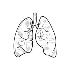 lung organs handdrawn illustration